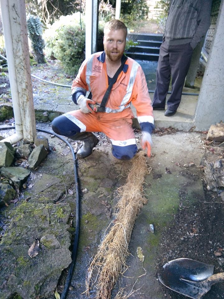 Liquid waste professional removing roots